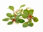 Preview: Kleine tiefrote Ludwigie - Ludwigia sp. mini Red